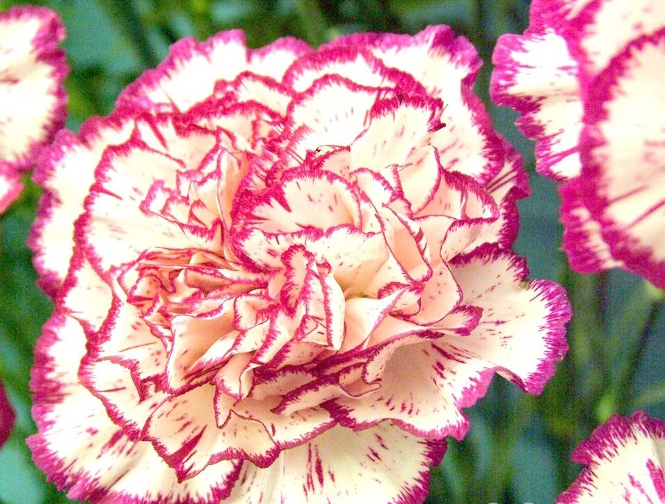 Hình hoa Cẩm Chướng đẹp