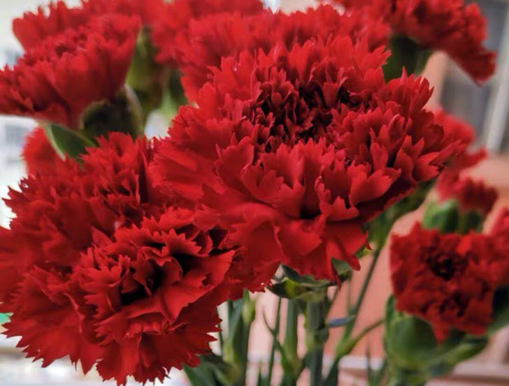 Hoa Cẩm Chướng đỏ