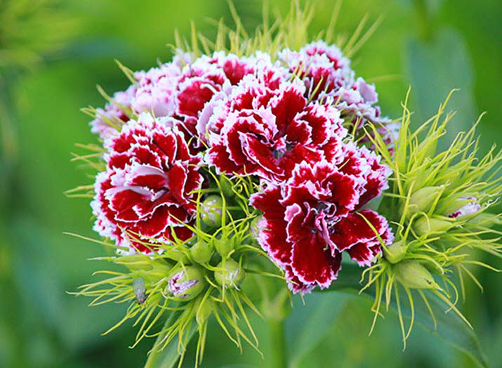 Hoa Cẩm Chướng kép