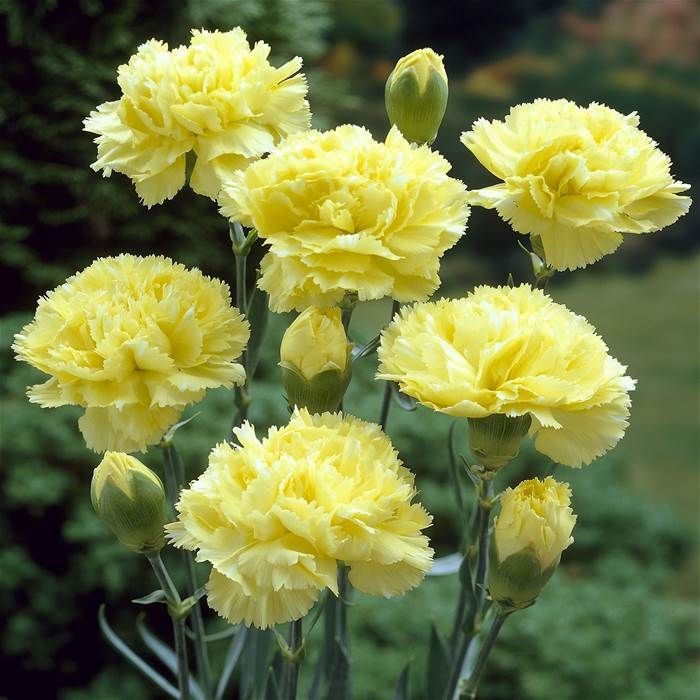 Hoa Cẩm Chướng vàng đẹp