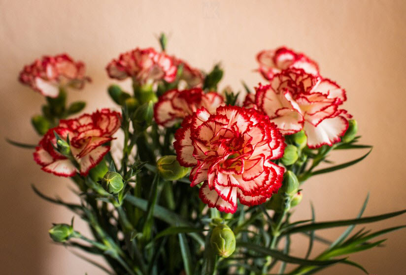 Ý nghĩa của hoa Cẩm Chướng