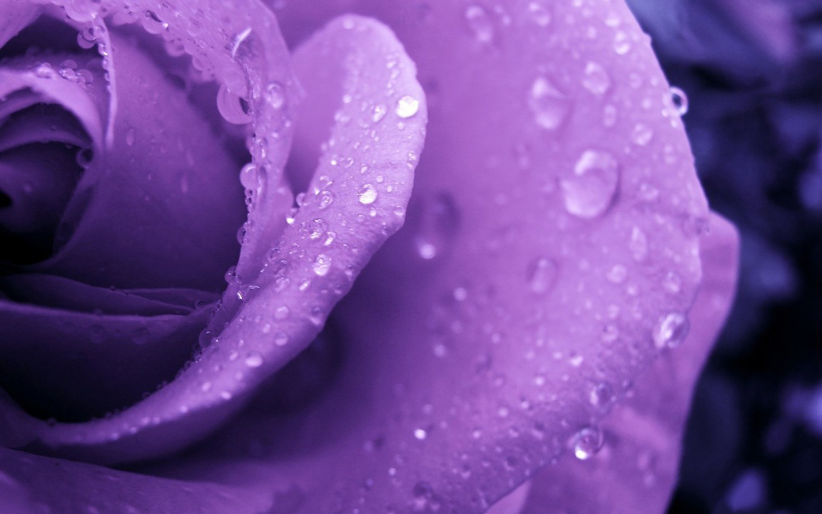 Hoa hồng màu tím hình ảnh đẹp nhất