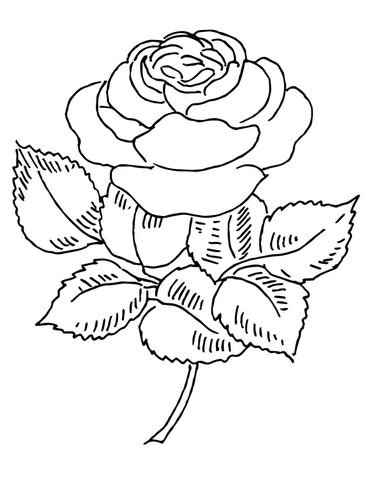 Rose coloring page