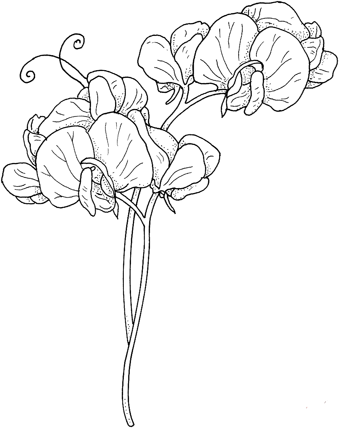Orchid coloring picture for kids to practice coloring