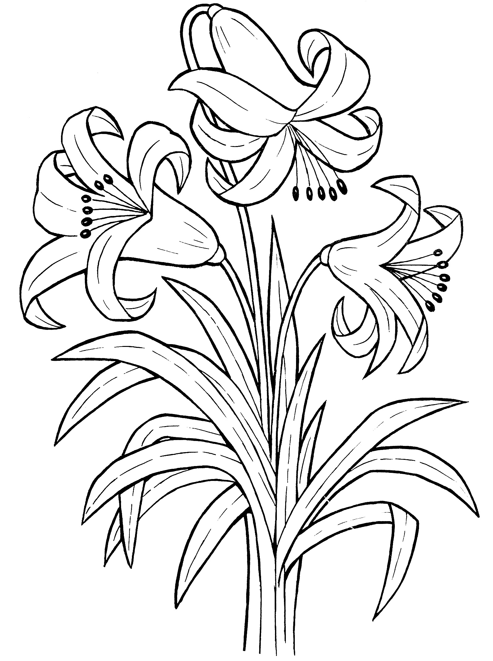 Coloring picture of beautiful lilies