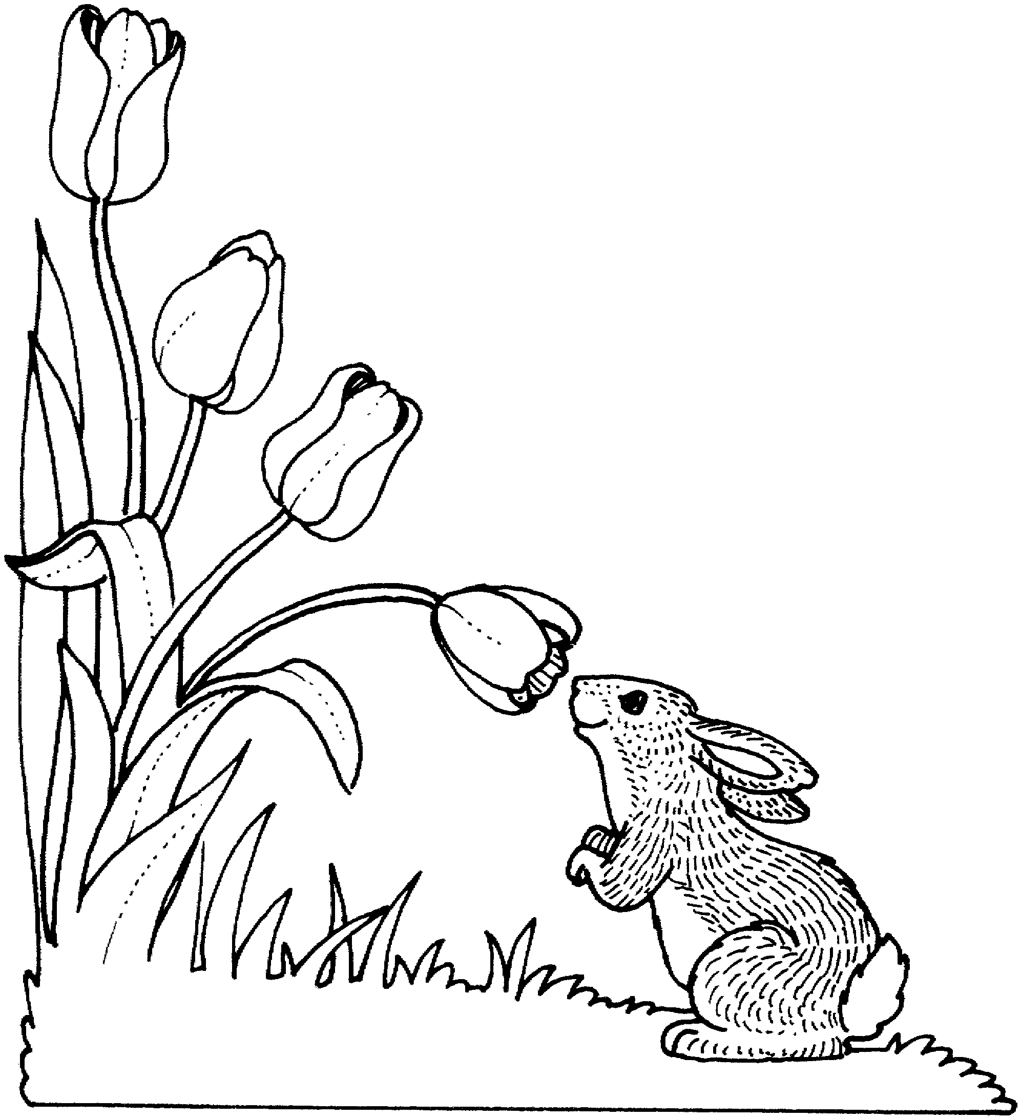 The most beautiful Tulips coloring pages