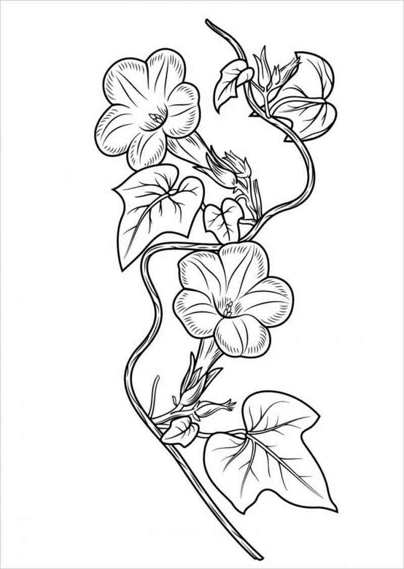 The most beautiful flower coloring page