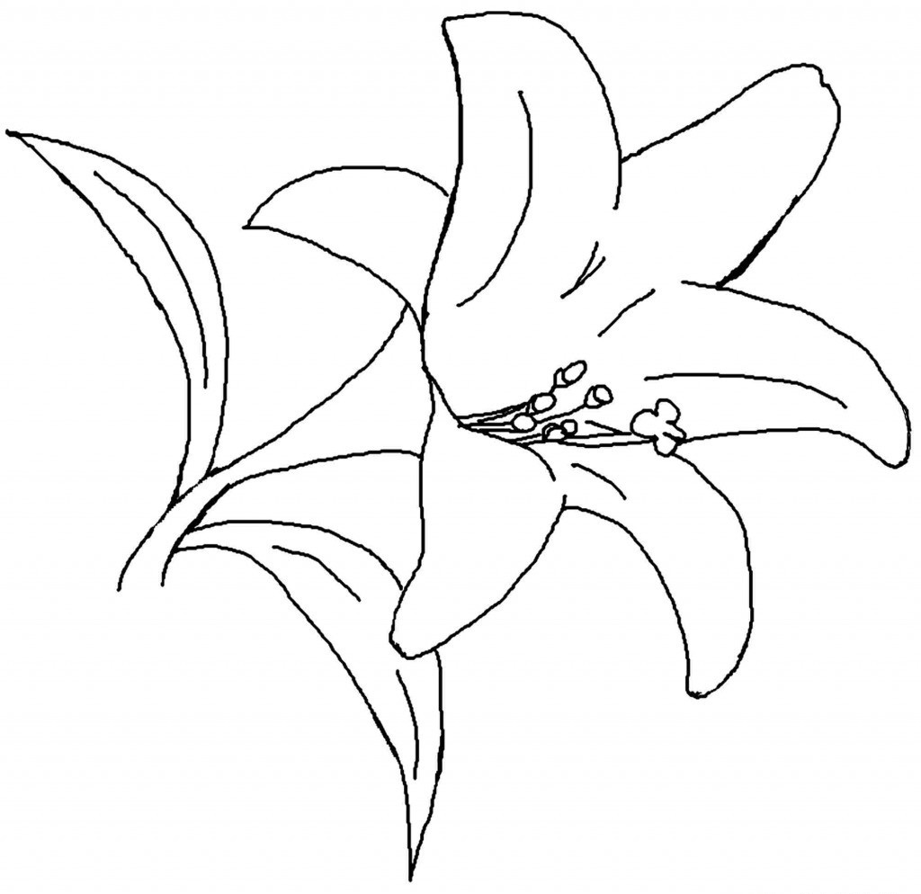 The most beautiful lily coloring pictures for kids