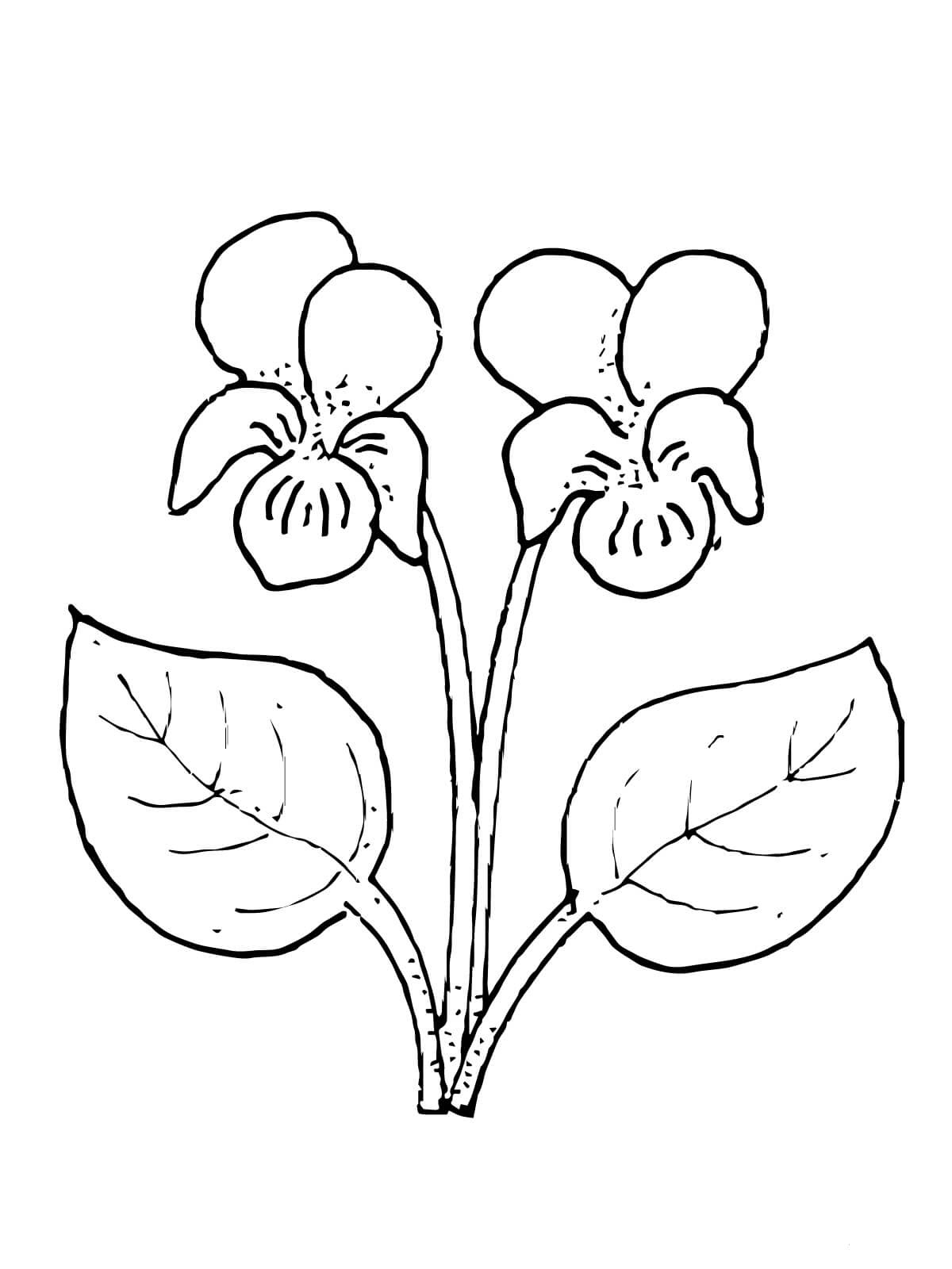 Coloring pictures of the most beautiful flowers