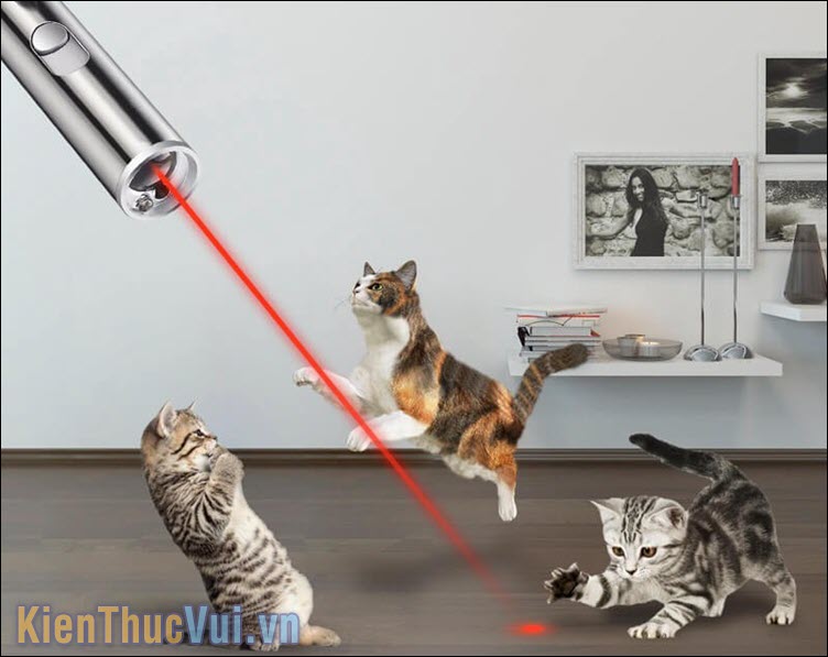 Đèn laser cho mèo