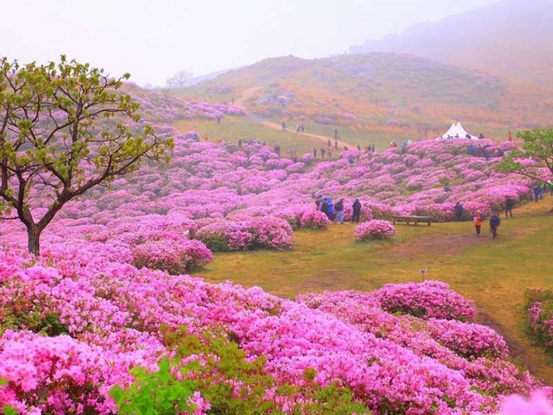 Đồi hoa Đỗ Quyên tại Hàn Quốc