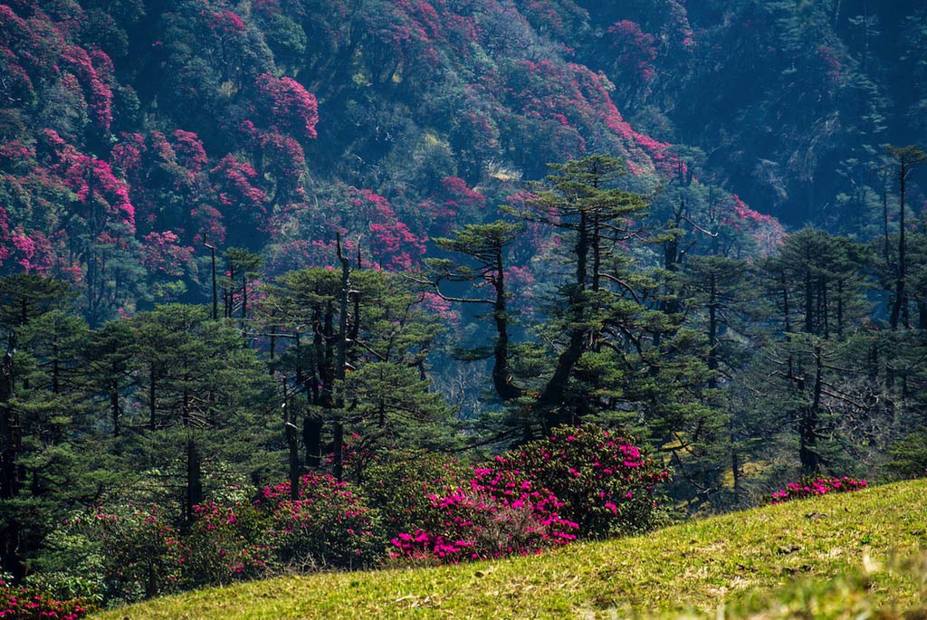 Hình ảnh hoa Đỗ Quyên rừng đẹp nhất