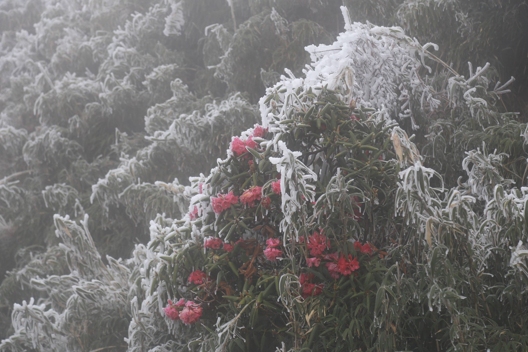 Hoa Đỗ Quyên rực lửa trong tuyết trên đỉnh Fansipan