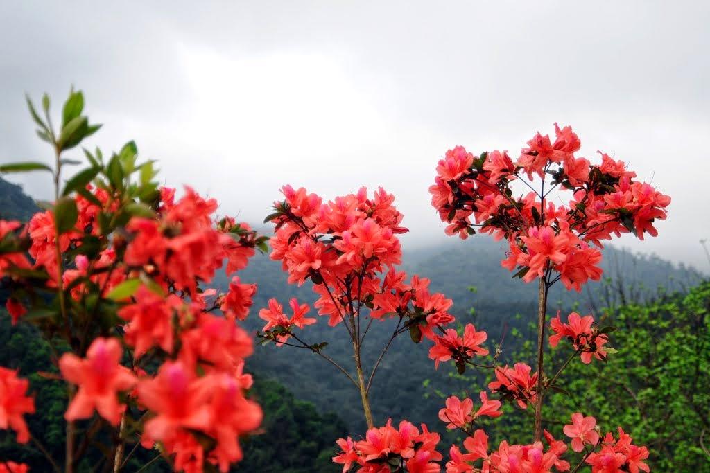 Hoa Đỗ Quyên rực rỡ hương sắc trên đỉnh Fansipan