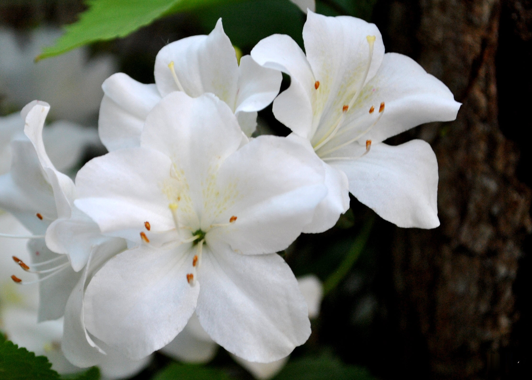 Hoa Đỗ Quyên trắng