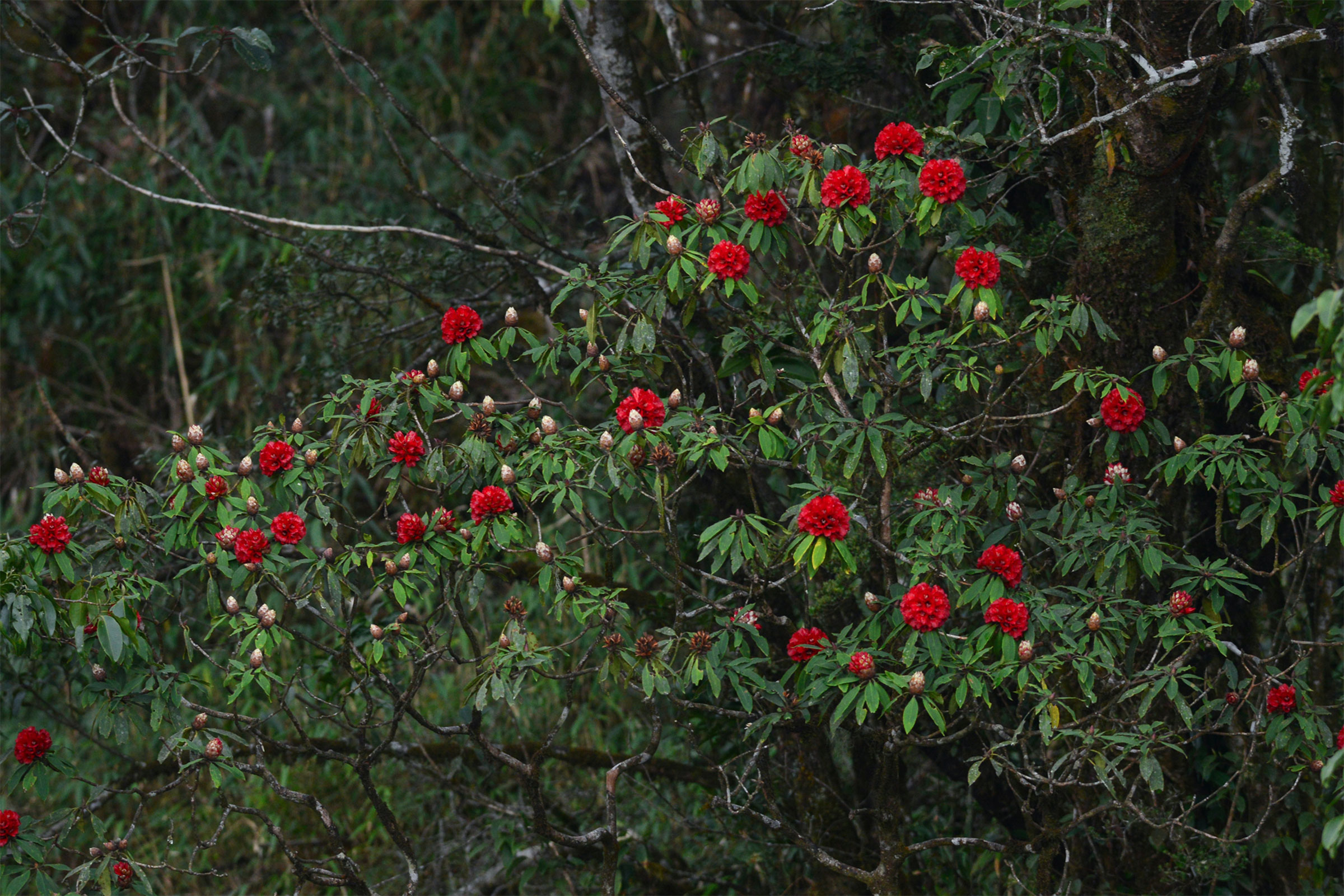 Hoa đỗ Quyên trên rừng Tây Bắc