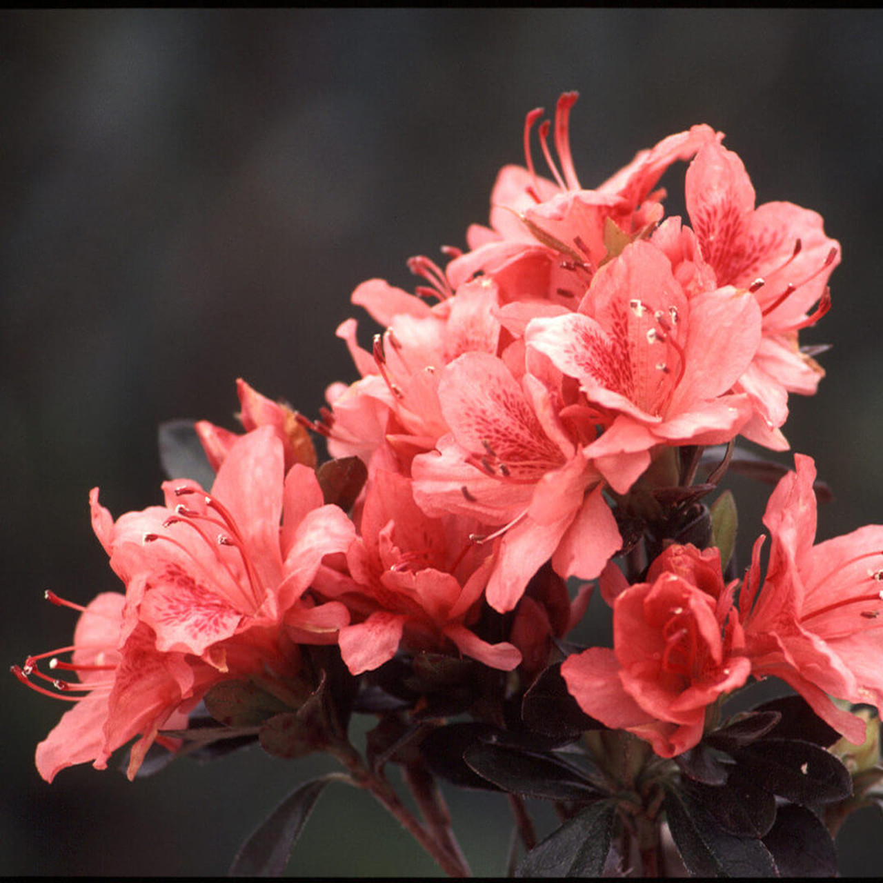 Những hình ảnh đẹp nhất về hoa Đỗ Quyên
