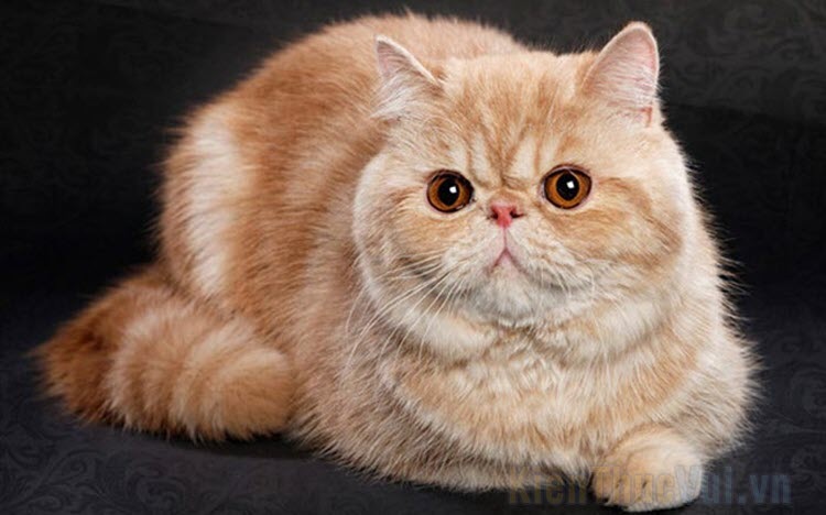 Hình ảnh mèo Ba Tư đẹp