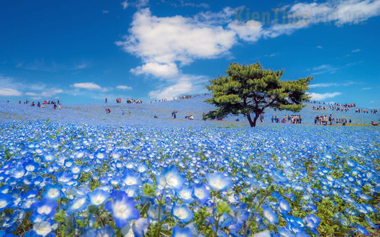 Những hình ảnh hoa anh đào đẹp nhất tại Nhật Bản