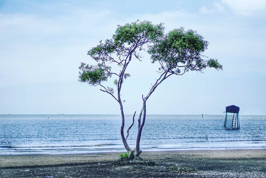 Ảnh cây cô đơn trên biển Tân Thành Tiền Giang