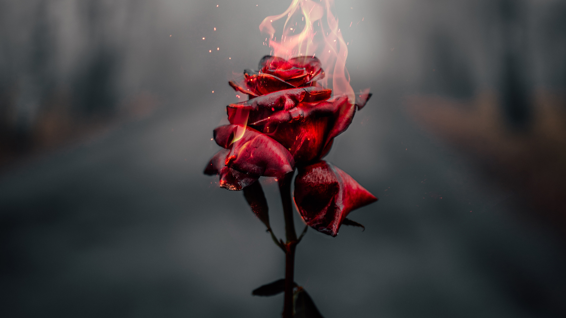Ảnh hoa hồng bốc cháy