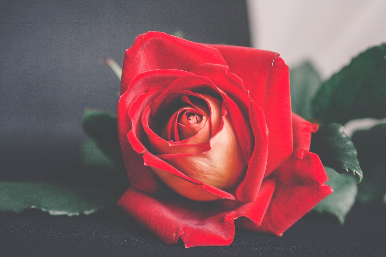 Ảnh hoa hồng đẹp, lãng mạn