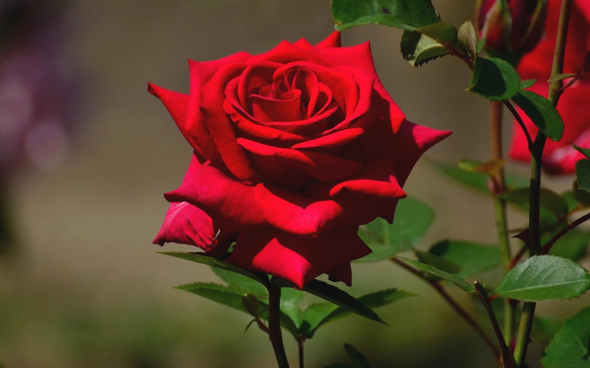 Ảnh hoa hồng nhung đỏ đẹp nhất