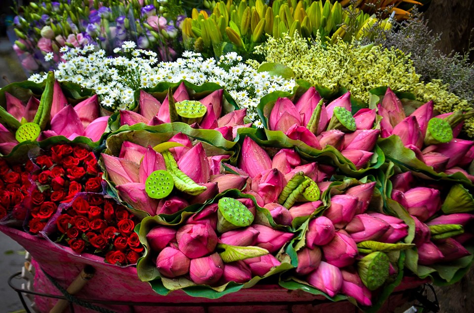 Ảnh hoa sen đầu mùa ở Hà Nội