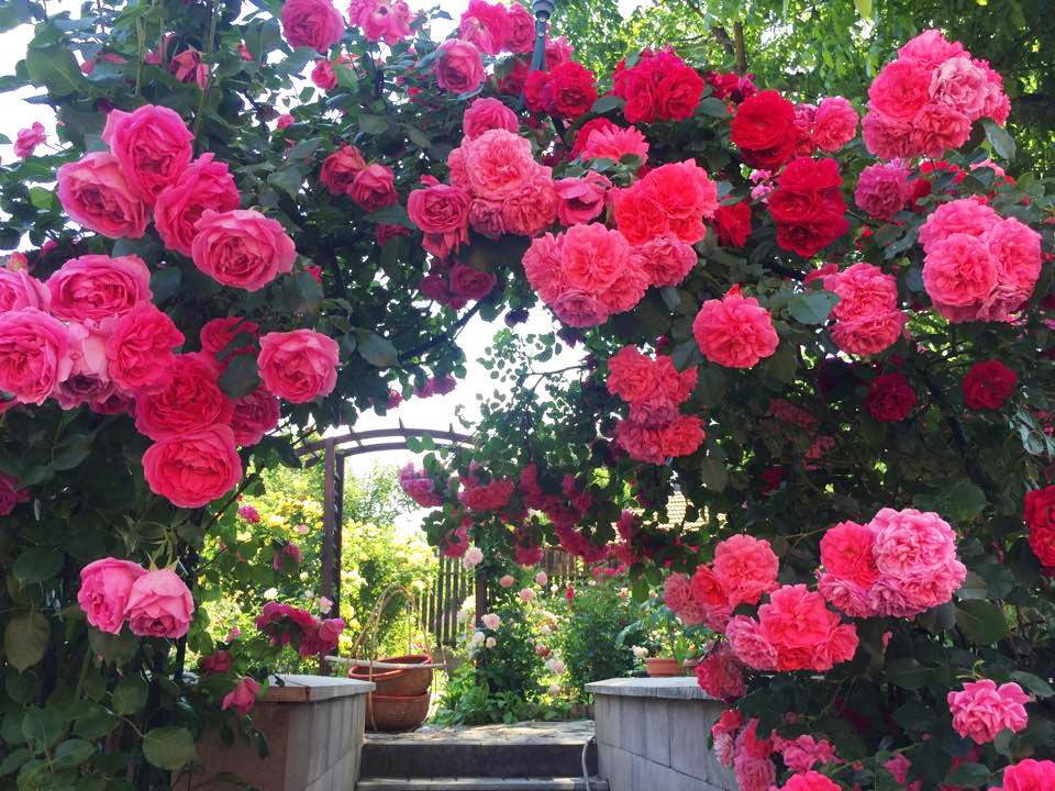 Ảnh sân vườn hoa hồng