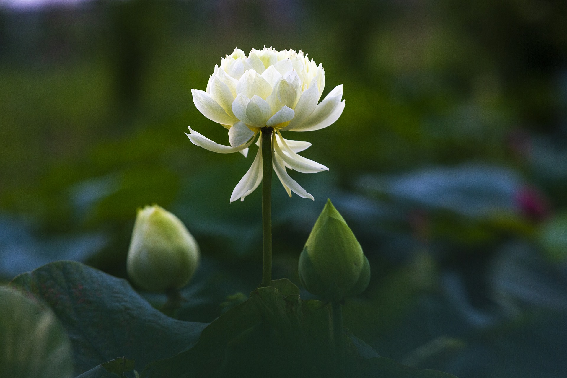Hình ảnh bông hoa sen trắng