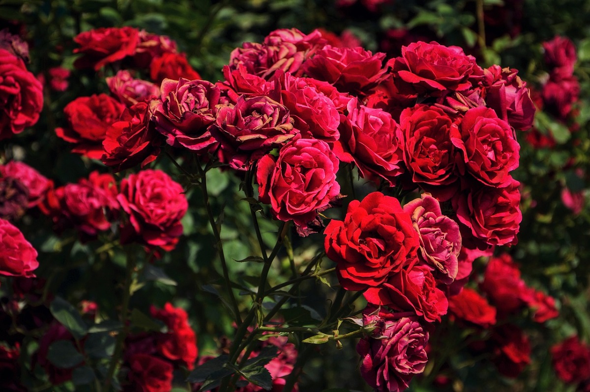 Hình ảnh hoa hồng đẹp khiến bạn mê mẩn