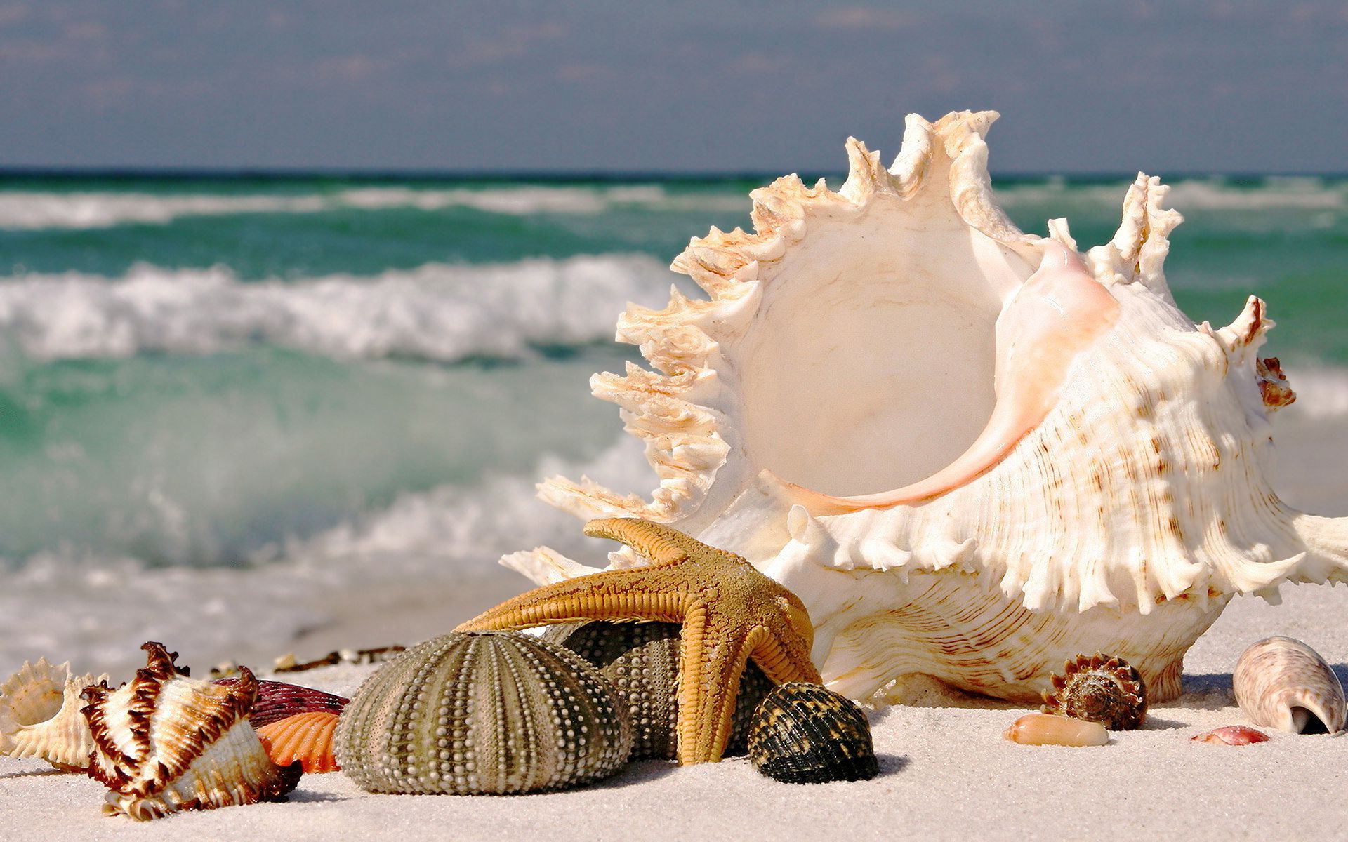 Hình ảnh vỏ ốc vỏ sò bên bờ biển đẹp nhất
