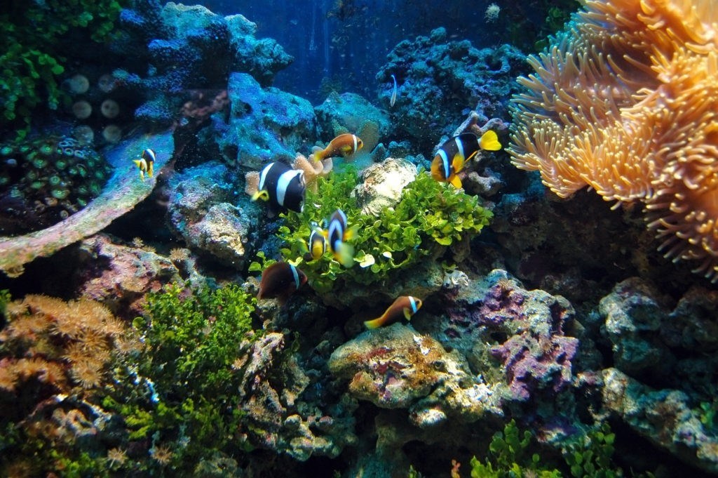 Ngắm san hô dưới biển tại Phú Quốc