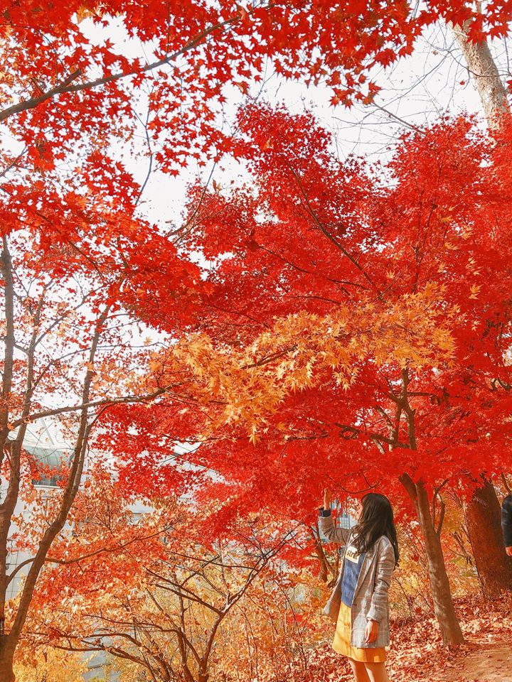 Ảnh đẹp mùa thu Hàn Quốc