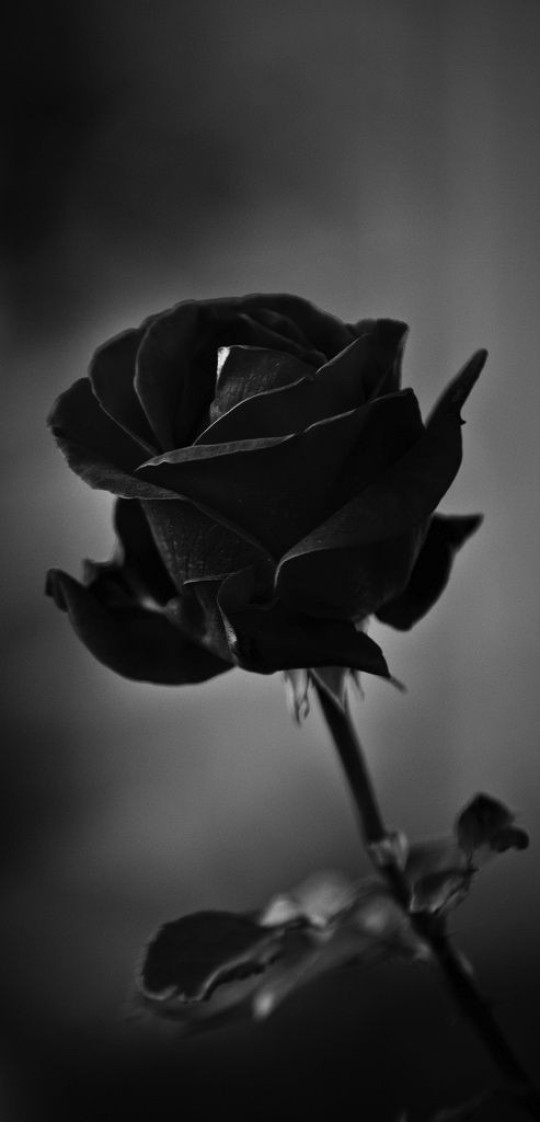 Ảnh hoa hồng trắng đen