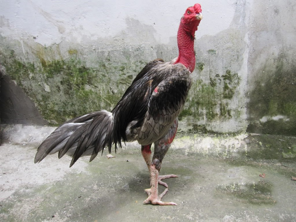 Ảnh giống gà chọi nổi tiếng tại Việt Nam