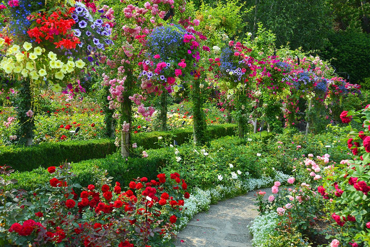 Ảnh khu vườn hoa hồng đẹp