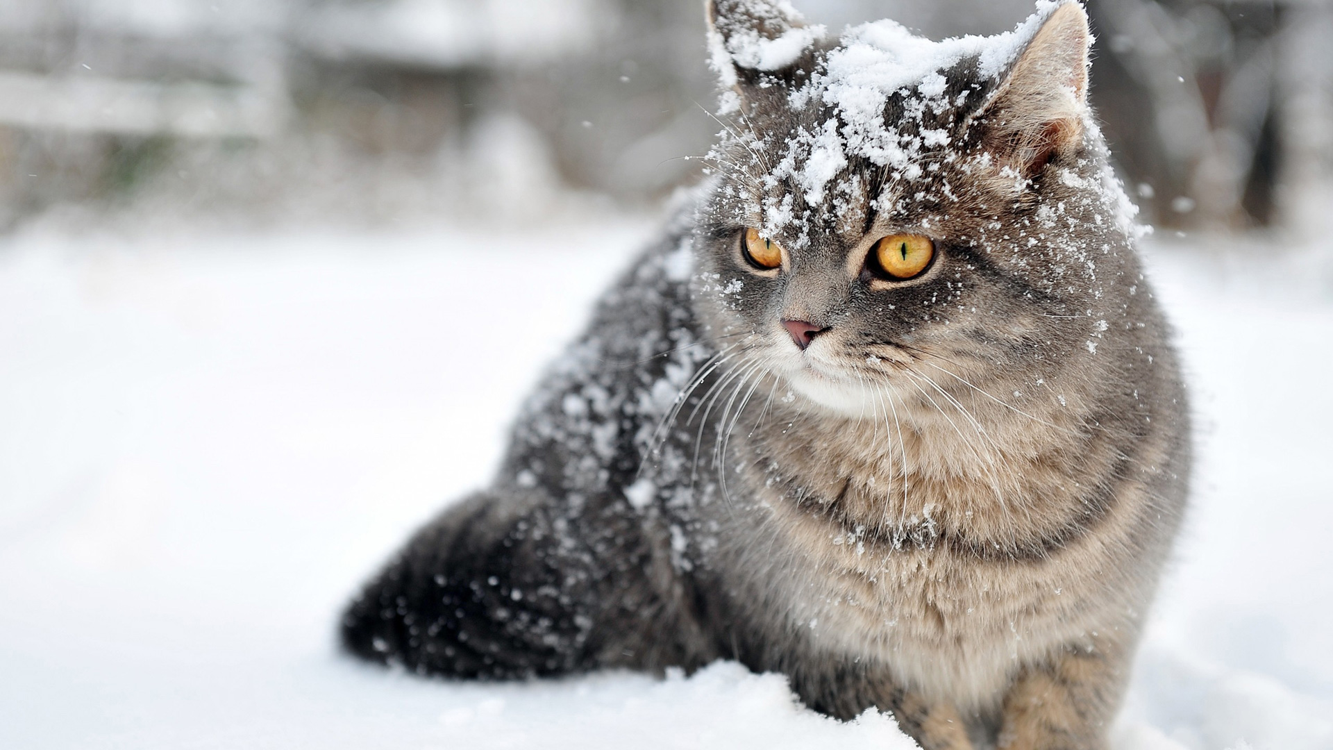 Ảnh mèo anh lông ngắn dưới tuyết