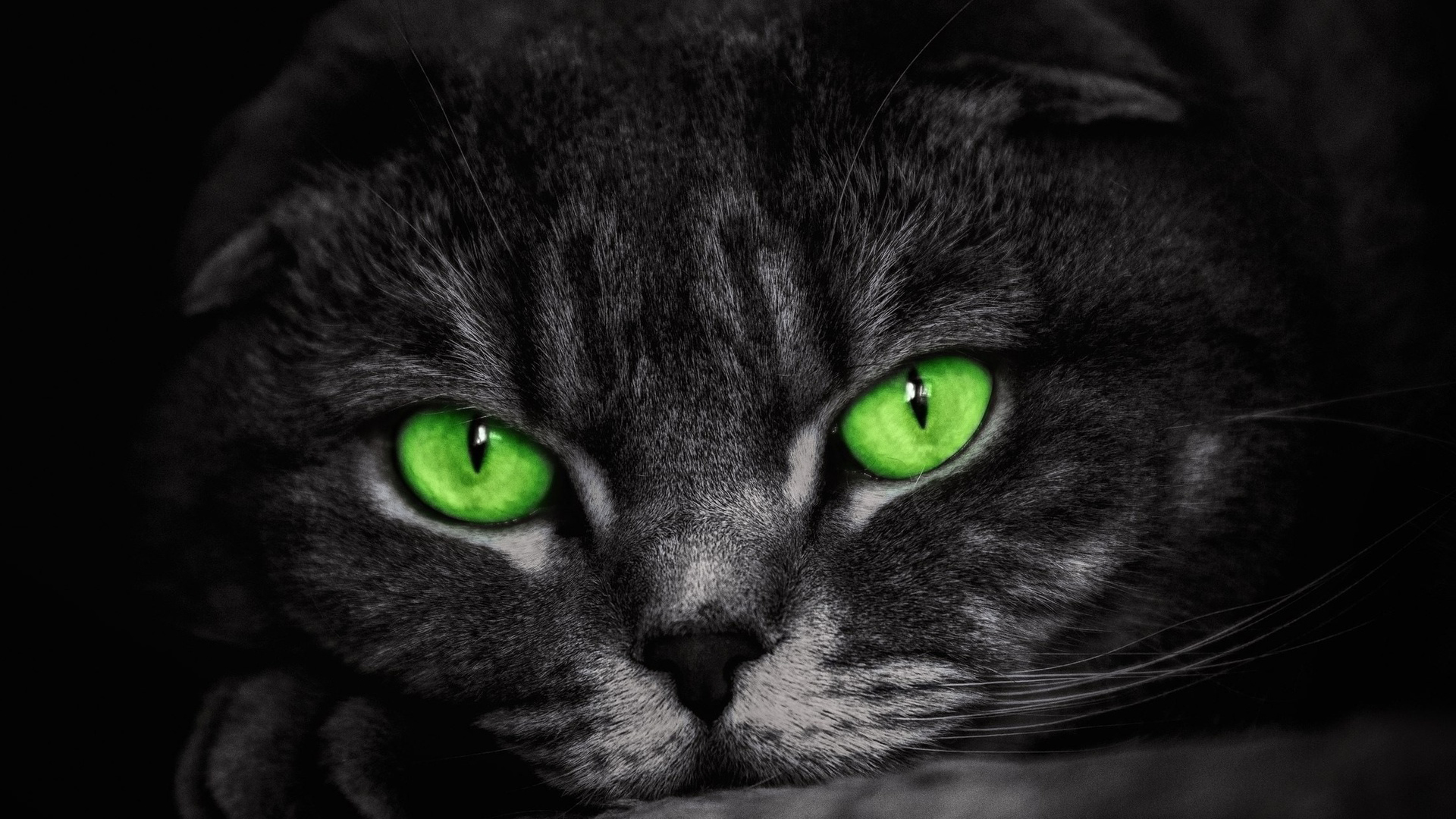 Ảnh mèo tai cụp mắt xanh lá cực đẹp