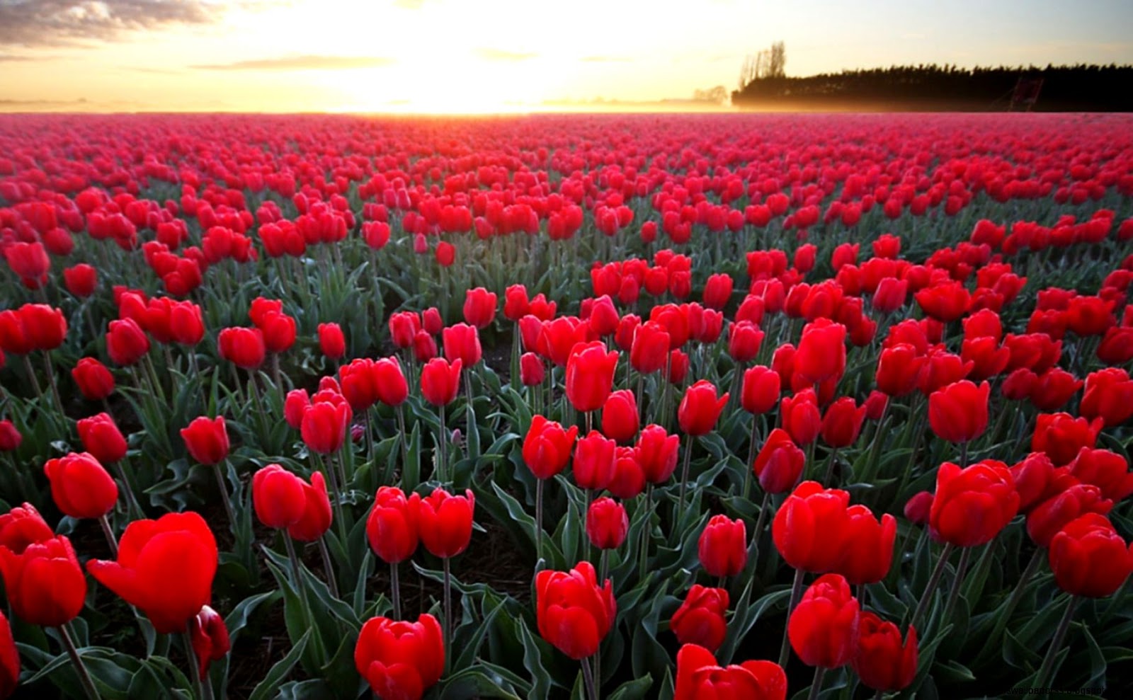 Ảnh vườn hoa tulip đỏ rực