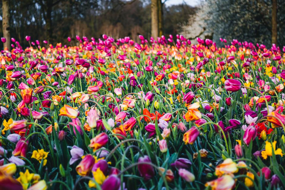 Ảnh vườn hoa tulip