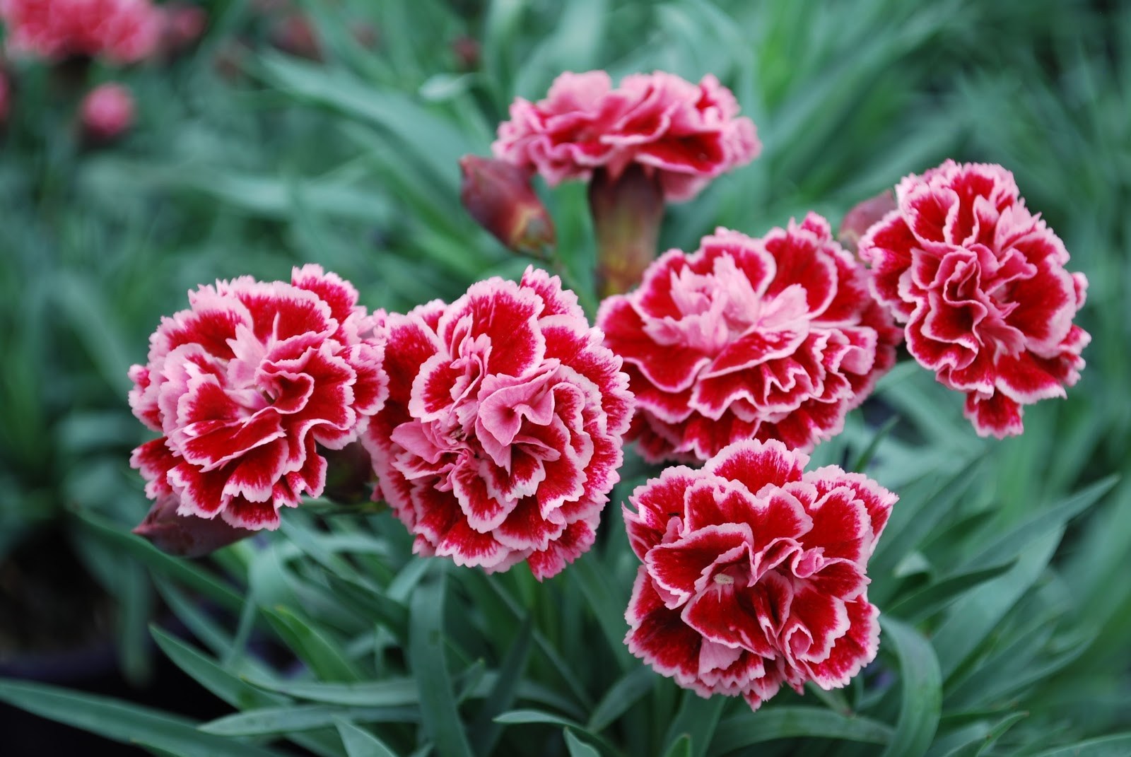 Hình ảnh hoa cẩm chướng đỏ phớt hồng đẹp