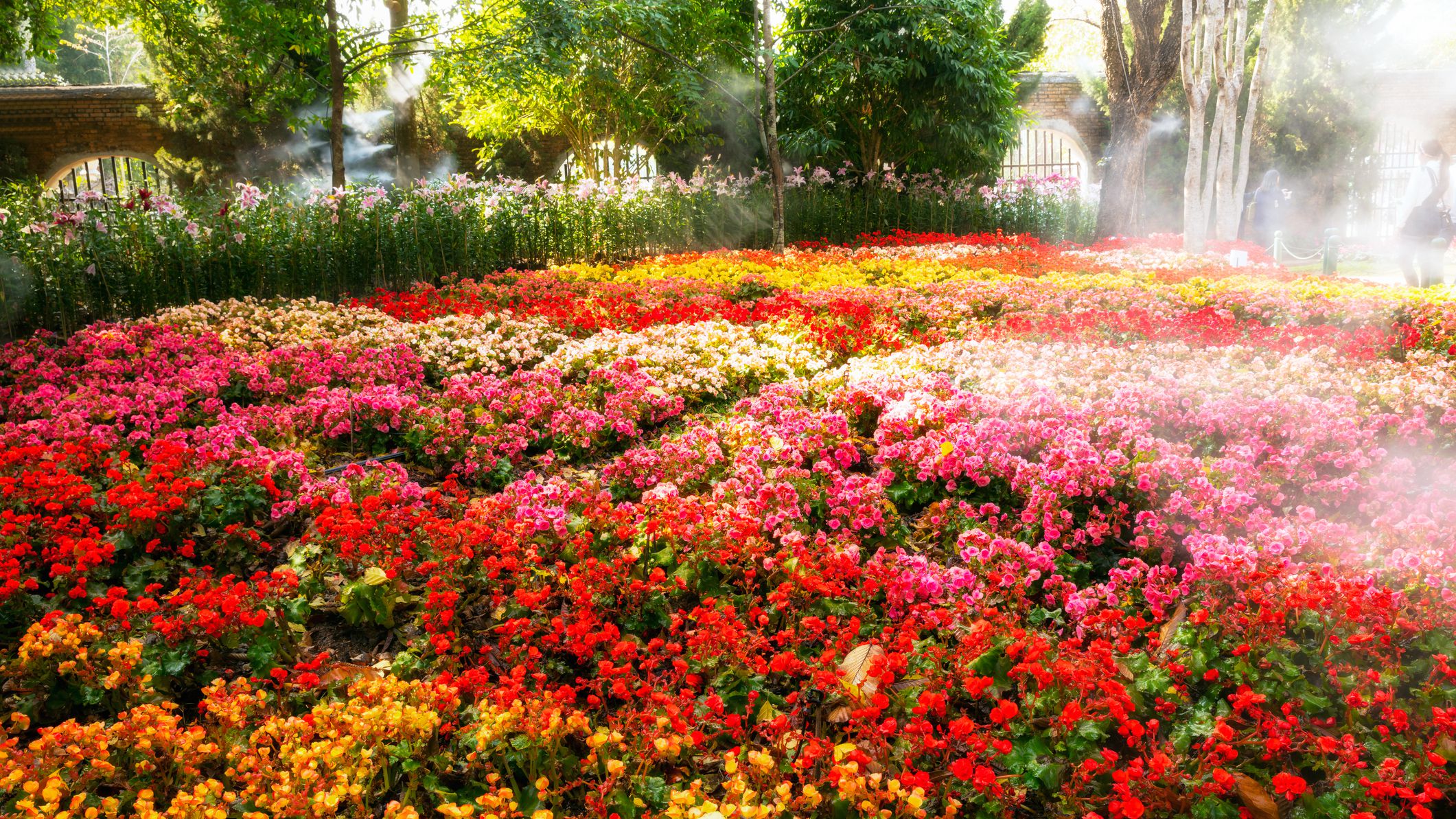 Hình ảnh vườn hoa ấn tượng nhất