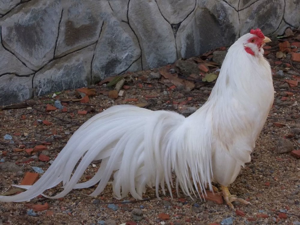 Ảnh gà tre lông trắng đẹp