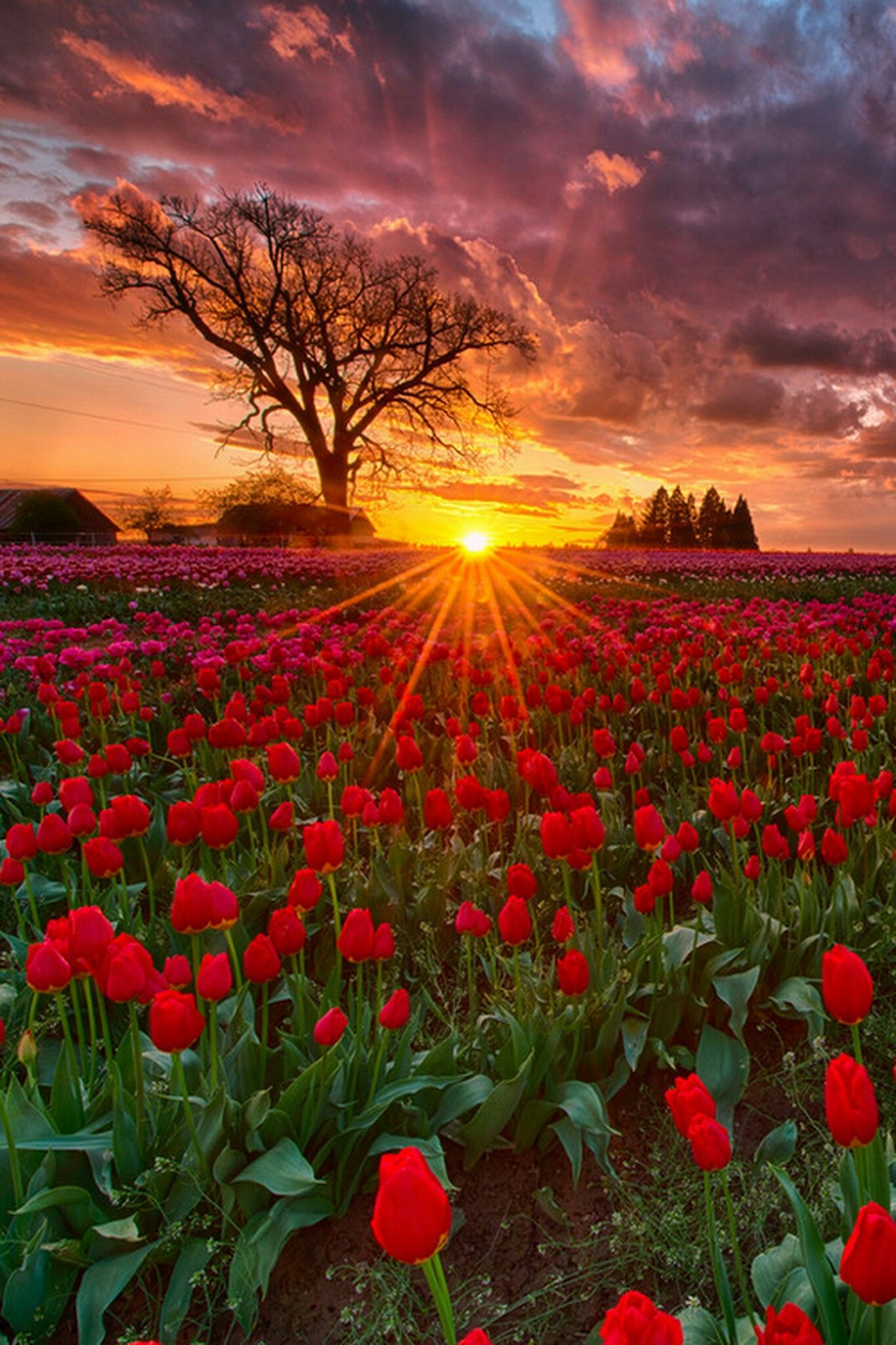 Ảnh mặt trời mọc trên cánh đồng hoa Tulip