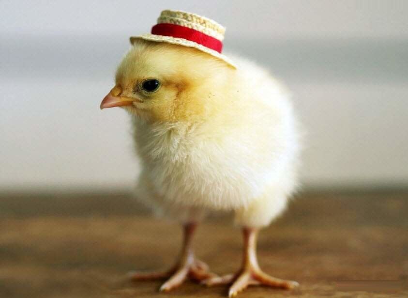 Hình ảnh con gà con đội mũ