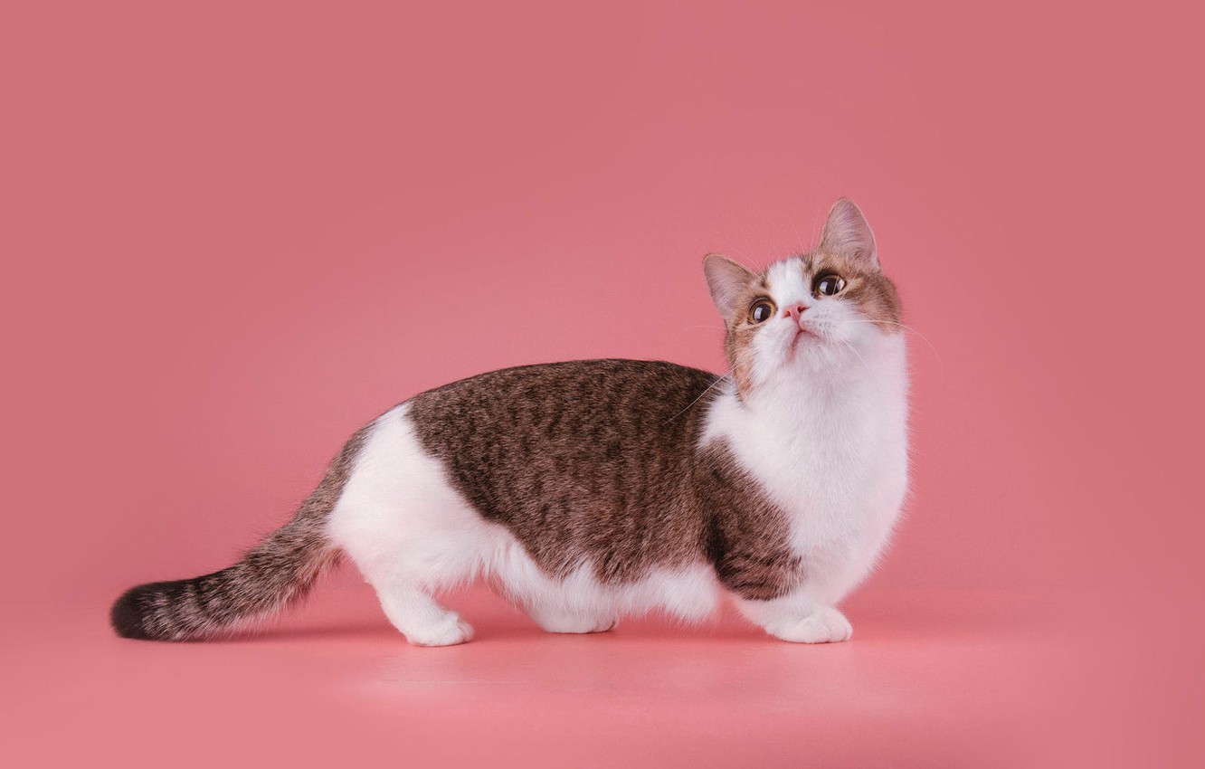 Hình ảnh mèo chân ngắn munchkin