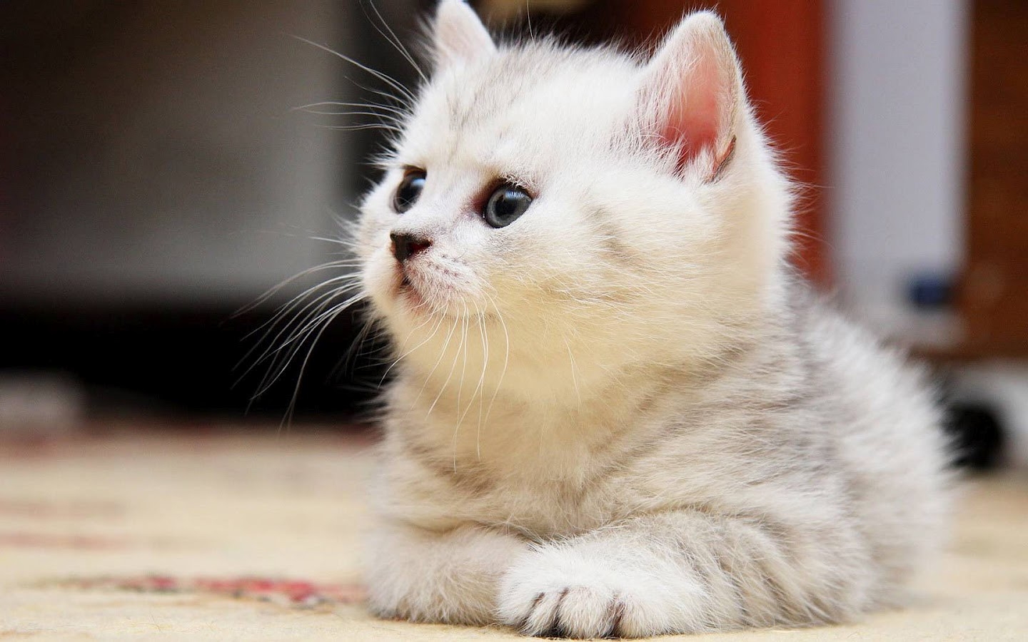 Hình ảnh mèo munchkin cute lạc lối