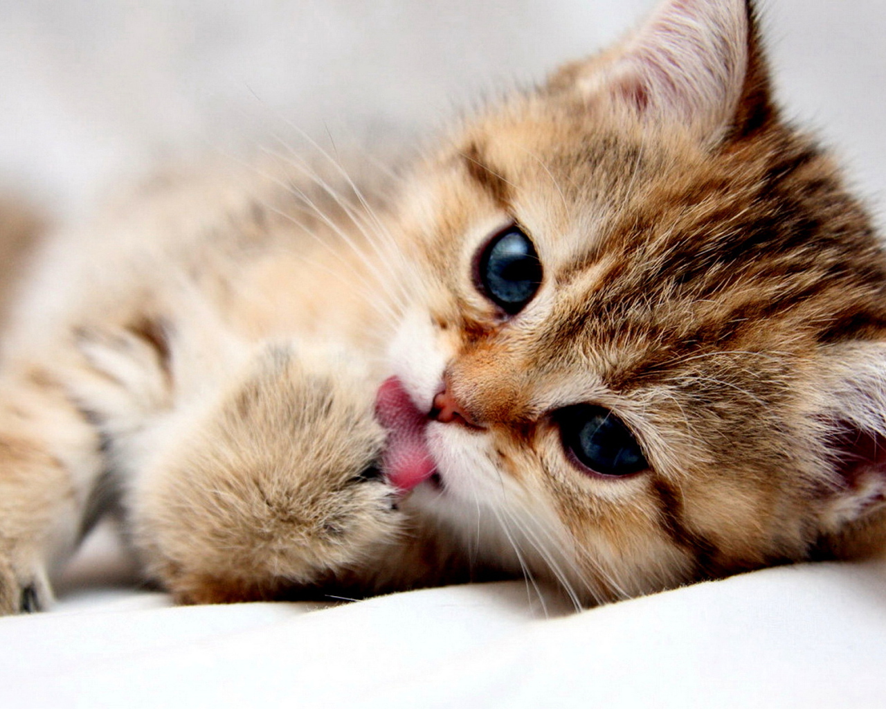 Hình ảnh mèo munchkin dễ thương