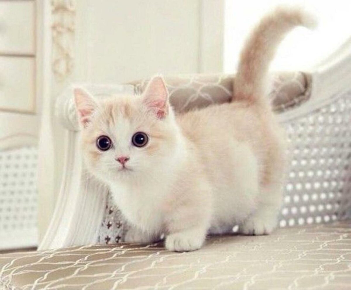 Hình mèo munchkin cute nhất